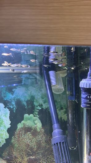 aquarium plants