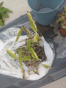 peace lily in a need of rescue