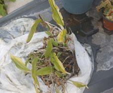 peace lily in a need of rescue