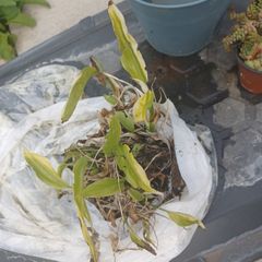 peace lily in a need of rescue
