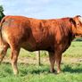 15 exceptional breeding heifers Tullamore mart 3rd Image 4