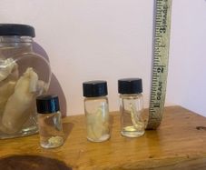 Taxidermy Specimens