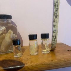 Taxidermy Specimens