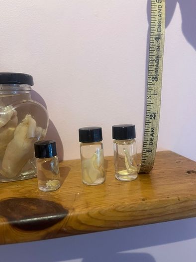 Taxidermy Specimens