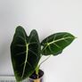 Alocasia Green Velvet Plant Image 4