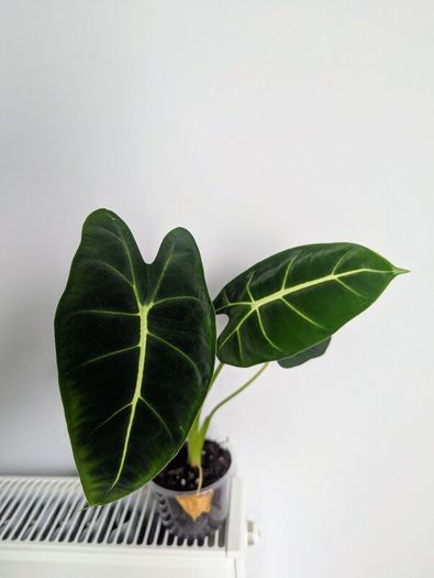 Alocasia Green Velvet Plant