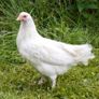 hens Image 6