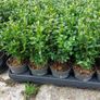 Box Hedging Image 7