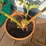 Gunnera manicata Image 2