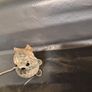 Vintage Swarovski Crystal Mouse Figurine Image 8
