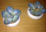 Miniature Cactus x 2