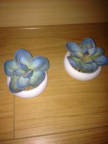 Miniature Cactus x 2