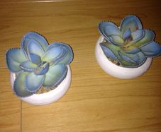Miniature Cactus x 2