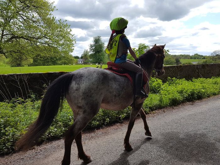 Pony for lease at livery yard