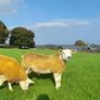 3 SIS PBR Texel Ram Lambs Image 4
