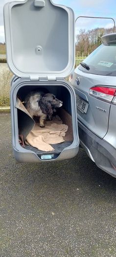 Dog box for car hitch