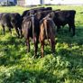 Angus bull and heifer runners Image 6