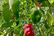 (P) Chili Pepper Padron seeds0.2g (605699)
