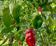 (P) Chili Pepper Padron seeds0.2g (605699)