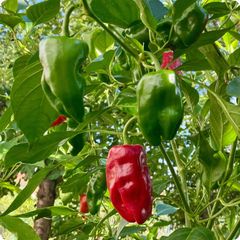 (P) Chili Pepper Padron seeds0.2g (605699)
