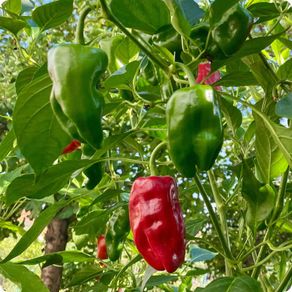 (P) Chili Pepper Padron seeds0.2g (605699)
