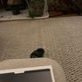 IPROKKO 13.3 inch Laptop Privacy Screen 16:9 Image 3