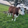 Heifers Image 6