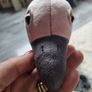 Romanda Ostrich Jellycat Image 9