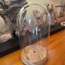 Antique Cloche Glass Dome Image 3