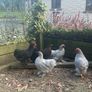 10 week old Pekins Image 5