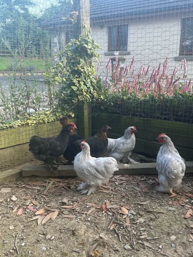 10 week old Pekins