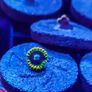 Joda zoa Image 2