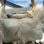1 Handcrafted Goat Skin Bag with Long Leather Shoulder Strap and an Antler Toggle Image 6
