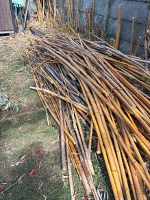 bamboo sticks FREE