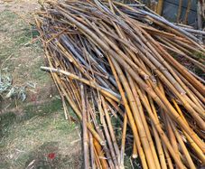 bamboo sticks FREE
