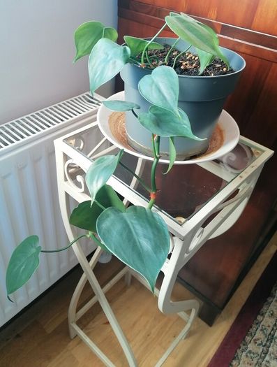 Plant