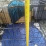 Dog cage Image 5