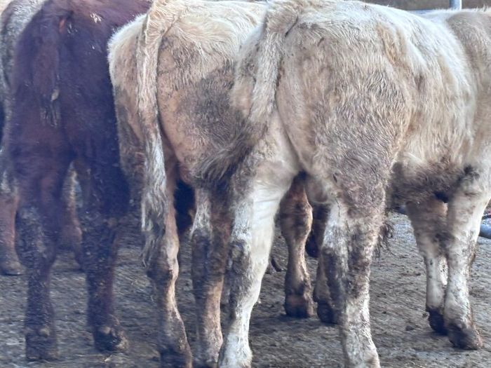 6 top quality suckler bred bull Weanlings for sale