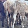 6 top quality suckler bred bull Weanlings for sale Image 3
