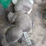 Lemur soft toy Image 3