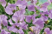 (S) Sweet peas Royal Lavender seeds 1g (415830)