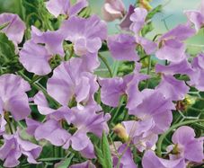 (S) Sweet peas Royal Lavender seeds 1g (415830)