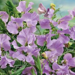 (S) Sweet peas Royal Lavender seeds 1g (415830)