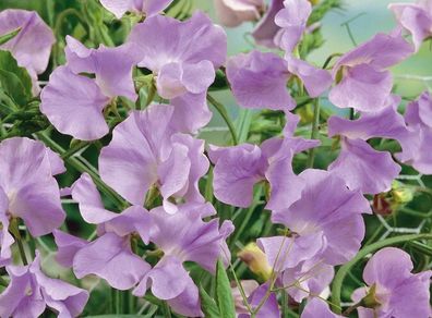 (S) Sweet peas Royal Lavender seeds 1g (415830)
