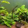 fluval Roma 240 litre Image 8