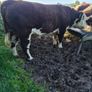 Hereford bulls Image 5