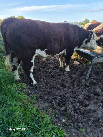 Hereford bulls