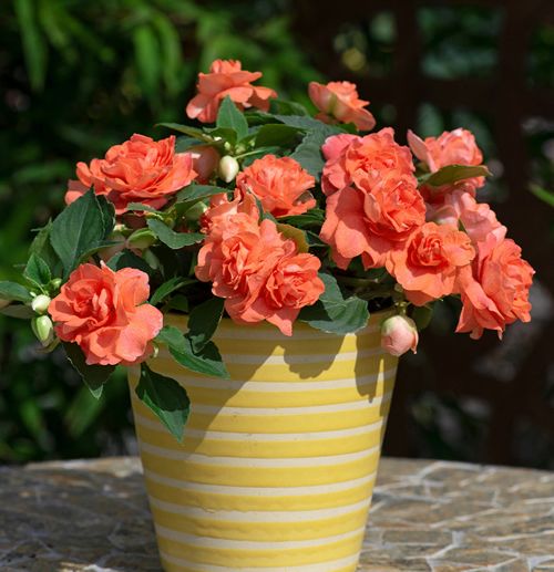 (I) Impatiens Athena F1 Orange Flash seeds (5s) (415427)
