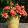 (I) Impatiens Athena F1 Orange Flash seeds (5s) (415427) Image 2