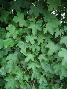 Field maple bare root